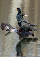 Double Crested Cormorant