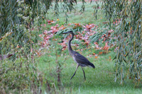 Wildlife