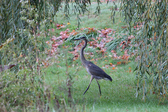 Great Blue Heron