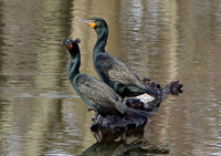 Double Crested Cormorant