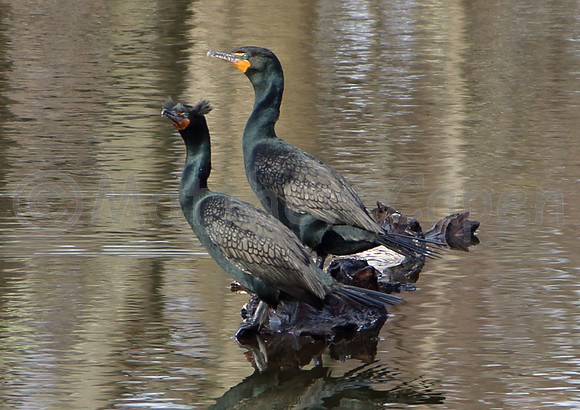 Double Crested Cormorant