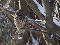 Barred Owl